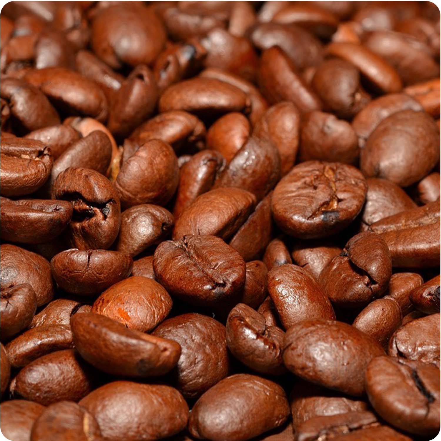 Medium Roasted Robusta